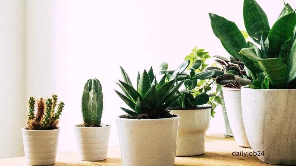 Best Air-Purifying Plants for Home
