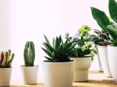 Best Air-Purifying Plants for Home Best Air-Purifying Plants for Home