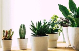 Best Air-Purifying Plants for Home Best Air-Purifying Plants for Home