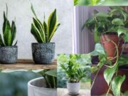 Best Indoor Plants for Low Light Rooms (Easy Care Guide) Best Indoor Plants for Low Light Rooms