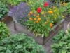 Best Plants to Grow in Summer Best Plants to Grow in Summer