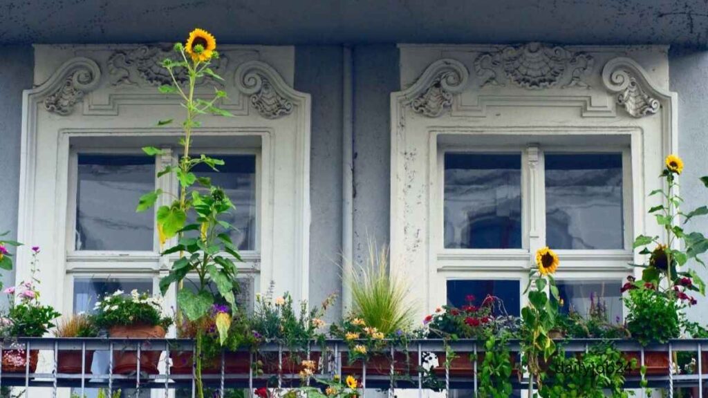 Best plants for balcony gardening