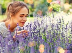 Best plants for stress relief and mental health Best plants for stress relief and mental health
