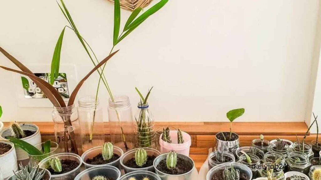 Easy indoor plants for beginners