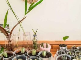 Easy indoor plants for beginners