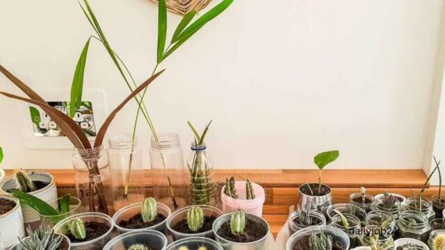 Easy indoor plants for beginners