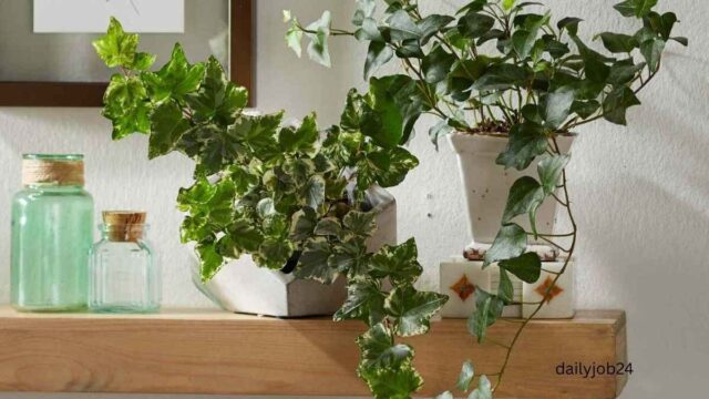 Easy plants to grow in pots at home
