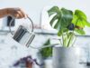 How Often Should You Water Indoor Plants? (Beginner Guide) How Often Should You Water Indoor Plants (Beginner Guide)