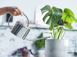 How Often Should You Water Indoor Plants (Beginner Guide)