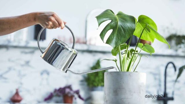 How Often Should You Water Indoor Plants (Beginner Guide)