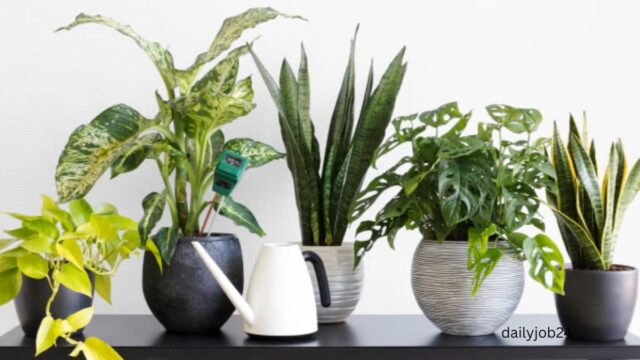 Indoor Plants That Don’t Need Sunlight (Best No-Sunlight Houseplants Guide)