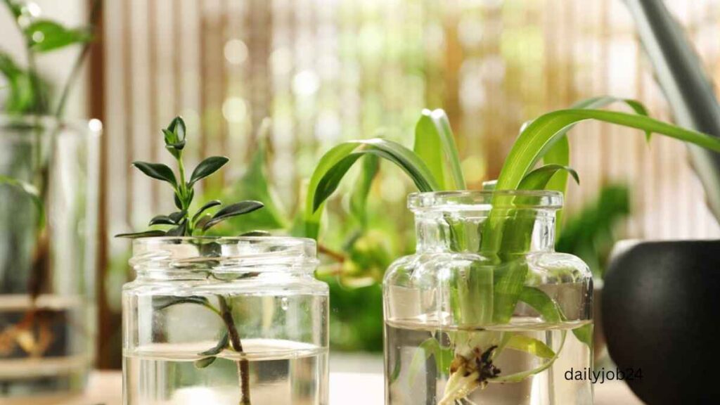 Indoor plants that grow in water only