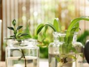 Indoor plants that grow in water only Indoor plants that grow in water only