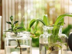 Indoor plants that grow in water only Indoor plants that grow in water only