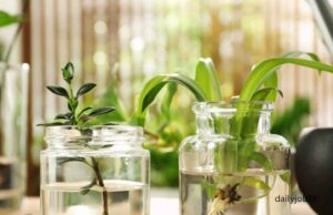 Indoor plants that grow in water only Indoor plants that grow in water only