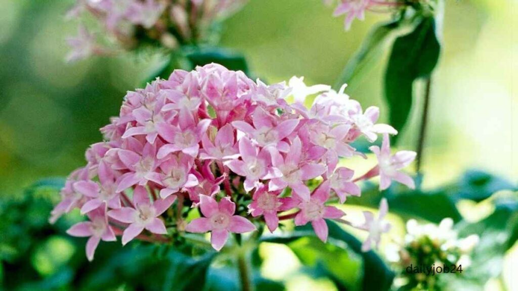 Low maintenance outdoor plants for Beginners