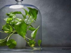 Plants that Reduce indoor air pollution Plants that Reduce indoor air pollution