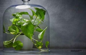 Plants that Reduce indoor air pollution Plants that Reduce indoor air pollution