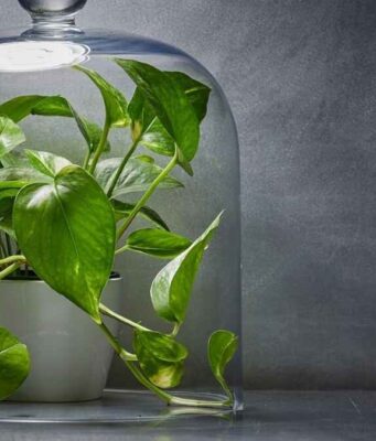 Plants that Reduce indoor air pollution Plants that Reduce indoor air pollution