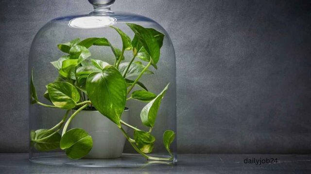 Plants that Reduce indoor air pollution