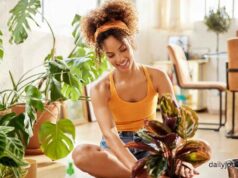 Plants that improve sleep quality Plants that improve sleep quality