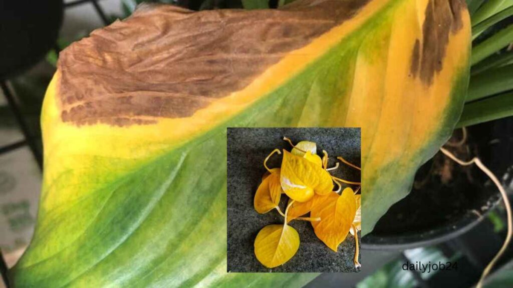 Why are my plant leaves turning yellow